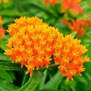 Milkweed ORANGE PERENNIAL Tuberosa Monarch Butterfly Host Plant Non-GMO 50 Seeds - Picture 1 of 8