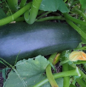 Zucchini 'Black' Alte robuste, sehr ertragreiche DDR Sorte Samen fast schwarz - Bild 1 von 1