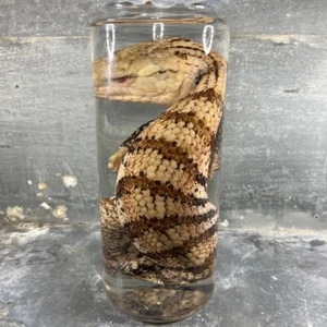 Spécimen humide de reptile préservé dans de l’alcool, cabinet de curiosités XXL - Picture 1 of 10