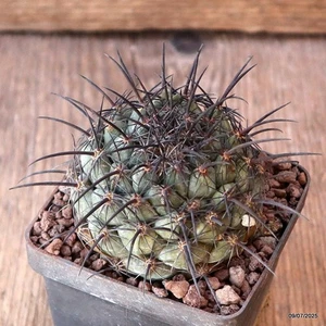 D5153 CORYPHANTHA LONGICORNIS EL PALMITO maceta 7-H5-W6 cm MaMa Cactus - Imagen 1 de 4