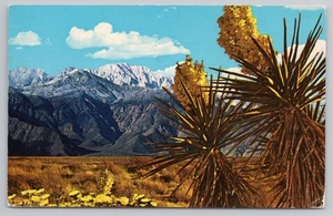 Postal Springtime on Desert near Banning California CA c1970s - Imagen 1 de 2