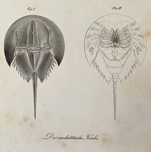 LIMULI LIMULO LITHOGRAPHIE HORSESHOE CRABS ENDE 700 1800 FISCHE FISH ITTIOLOGY - Bild 1 von 2