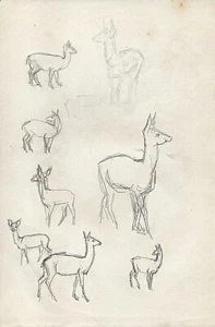 T13-55717. Original Graphite Drawing ca 1935 Elizabeth S Converse: Study of Deer - Picture 1 of 1