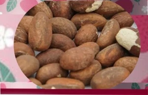 NOIX DE PETIT COLA FRAICHE PARFAIT SANTÉ LIVRAISON 24 HEURES ( 100 Grammes ) - Picture 1 of 3