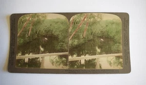 Stereoview Photograph THE TOMOKA RIVER ABOVE ORMOND FLORIDA USA 1905 3D Card - Picture 1 of 4