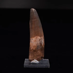Large Spinosaurus Dinosaur Tooth 4.33"           3475 - Picture 1 of 4