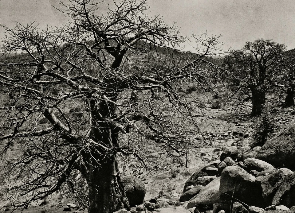 20 世纪 20 年代原版非洲苏丹 Baobab 树景观 HUGO BERNATZIK 照片艺术 11X14 — 第 1/1 张图片