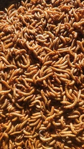 Live Mealworms -LARGE 3/4"-1" -Free Shipping from Pennsylvania - Guaranteed! - Picture 1 of 3