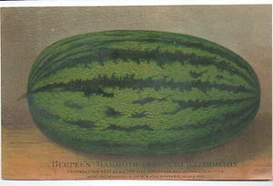 1894 Massive Trade Card Burpees Mammut Wassermelone - Bild 1 von 1