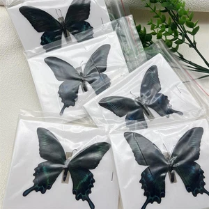 5 pcs natural Real Butterflies Specimen (Papilio maackii) - Picture 1 of 2