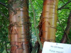 Chokecherry Amur, Prunus maackii, semillas de árbol (comestibles, color otoño, resistentes) - Imagen 1 de 1