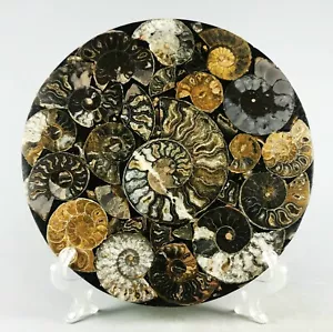 AMMONITE SHELL JURASSIC DISK HALF CUT w/Wenge Stand-Madagascar - Picture 1 of 10