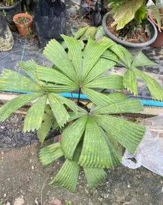 Palmera tropical Licuala Maculata rara + fitosanitaria - Imagen 1 de 3