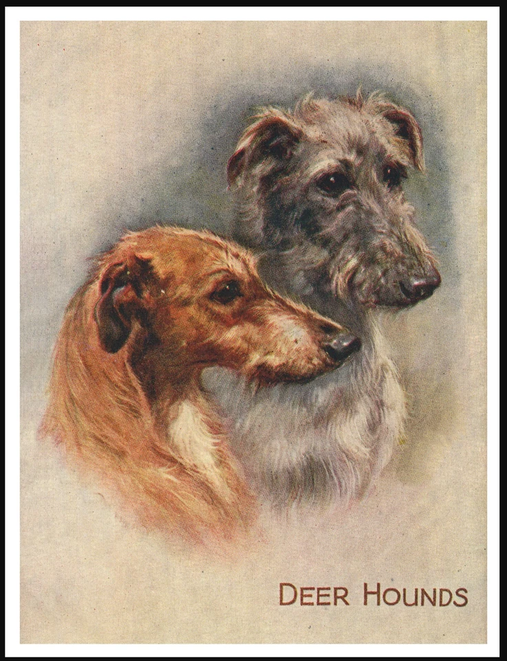 DEERHOUND DOGS HEAD STUDY LOVELY VINTAGE STYLE DOG ART PRINT POSTER - Image 1 of 1