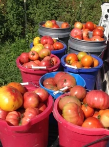 Emergency Survival Seeds 25 Variety Tomato Seed Cache Cherry, Beefsteak and Roma - Picture 1 of 19