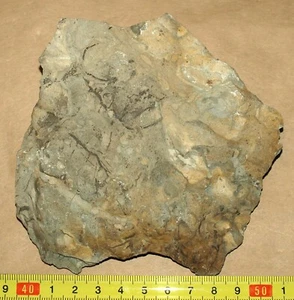 Nice slab with noncalcified Silurian aglae - Leveillites hartnageli - Picture 1 of 8