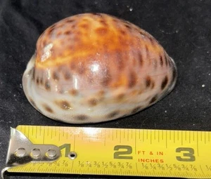 Incredible Cypraea Tigris schilderiana Rare Markings 3” Beautiful Coloring - Picture 1 of 6