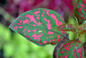 55mm TIFFEN Close-Up Macro +3 Lens Filter Japan - Picture 1 of 9