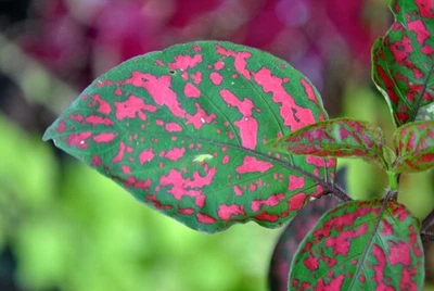 55mm TIFFEN Close-Up Macro +3 Lens Filter Japan - Image 1 of 4