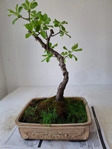 Bonsai Pseudocydonia Sinensis - Membrillo Quitte MelaCotogna Quince CHINA - Bild 1 von 7