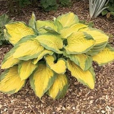 hosta CAPTAIN KIRK medium gold disease-free 2.5" pot = 1 Live Potted Plant - Image 1 of 4