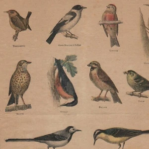 Nutzvögel für die Landwirtschaft - - Pressestich 1899 - Bild 1 von 2