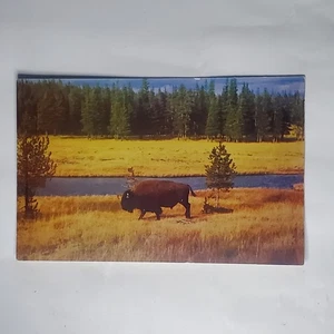 Bison Buffalo Nez Perce Creek Yellowstone National Park Vtg Souvenir Postcard - Picture 1 of 2