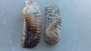 8 x conchiglie d'arca famiglia Arcidae Arca trovati a Cipro grande aspetto conchiglie marine rare - Foto 1 di 3
