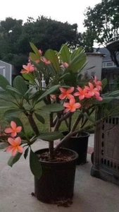 002758A Plumeria peach Tempelbaum 2 Samen Frangipani - Bild 1 von 1