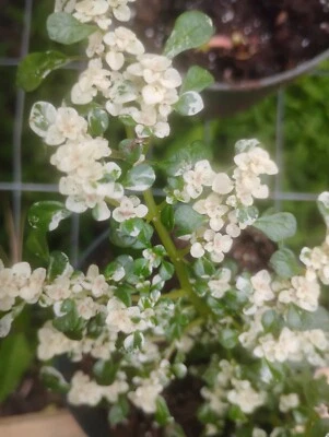 SET 3!  WELL ROOTED VERY PRETTY HIGHLY VARIEGATED,! ARTILLERY FERN EASY GROWER! - Image 1 of 4