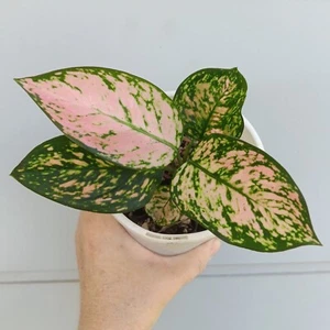 AGLAONEMA COMMUTATUM "LADY VALENTINE" TROPICAL CHINESE EVERGREEN INDOOR OUTDOOR - Picture 1 of 9