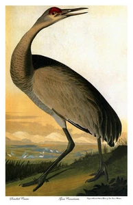 Audubon Sandhill-Hooping Crane 22x30 Hand Numbered Ltd. Edition Art Print - Picture 1 of 1
