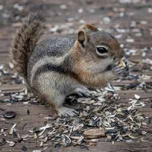 QPuzzles 256 Piece Jigsaw Puzzle - Chipmunk - Picture 1 of 1