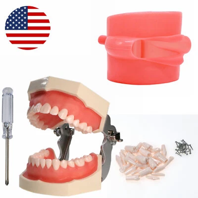 Modelo de dientes Typodont dental con dientes extraíbles para Kilgore tipo NISSIN 200/500 Foto 1 de 4