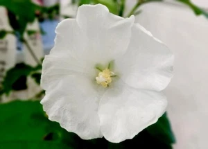 White Rose Of Sharon 6-10 Inches Tall Starter Plant - Picture 1 of 2