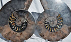 Großer Ammonit, Fossil, 2 Hälften (Paar) 274 Mm 110 Mio Jahre Schwarz Selten