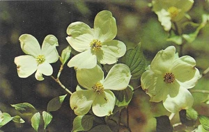 Cartolina d'epoca fiore cromato Dogwood State Flower of North Carolina - Foto 1 di 2