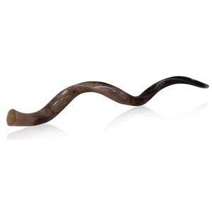 "Enorme Jumbo 45" (114 cm) Kudu Cuerno Yemenita Shofar Kosher Todo Pulido Bolso Gratis - Imagen 1 de 9