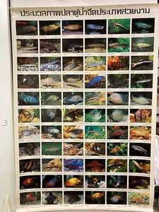 "HERMOSO PÓSTER TAILANDÉS DE IMÁGENES DE PECES ACUARIO 34"" X 24" - Imagen 1 de 3
