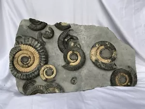 Rare Multiblock Metophioceras sp Fossil Ammonite, Jurassic, Lyme Regis, Dorset. - Picture 1 of 15