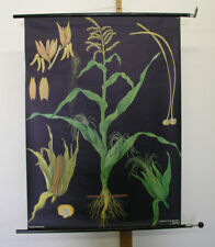 Pretty Mural Jkq Corn Maize Cornflakes 32 11/16x44 7/8in 1967 Vintage Plants