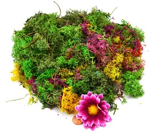 Muwse Märchenwald 50g buntes Islandmoos gerupft Dekomoos Kunstmoos Moos