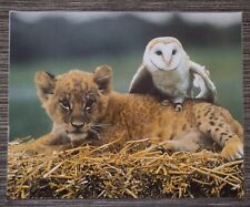 Baby Lion Cub & Barn Owl laminated large Photo Poster