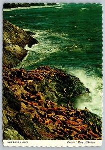 Postkarte Seelöwenhöhlen Oregon Küste Stellare Seelöwen Stiere Kontinentaler Arkeson - Bild 1 von 2