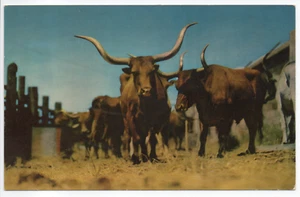 1951 Original Texas Longhorns Cattle Ranch Vintage Chrome Postcard Unposted - Picture 1 of 11