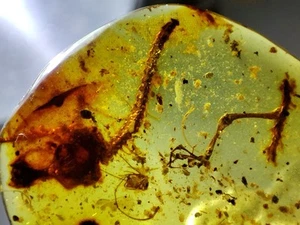 Fossil amber Insect Burmese burmite Cretaceous Lizard skeleton insect Myanmar - Picture 1 of 10