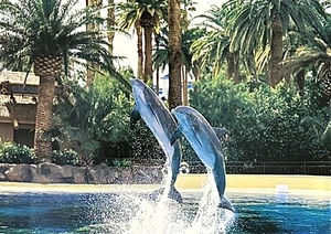 Siegfried & Roy's Secret Garden & Dolphin Habitat • Mirage Casino Las Vegas NV - Picture 1 of 2