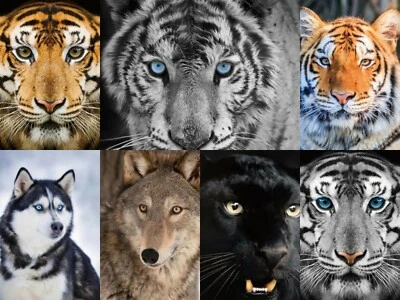 Luxury 3D Animal Face Print Mink Faux Fur Throw Blanket Soft Warm Double &  King - Image 1 of 4