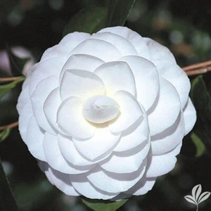 **MISS BILOXI**Unique Bloom**Camellia Japonica-Live Starter Plant -USA SELLER - Picture 1 of 3