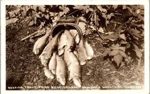 Vintage RPPC Photo Postcard Redfish Trout From Lake Sawtooth Mountains ID Idaho - Picture 1 of 3